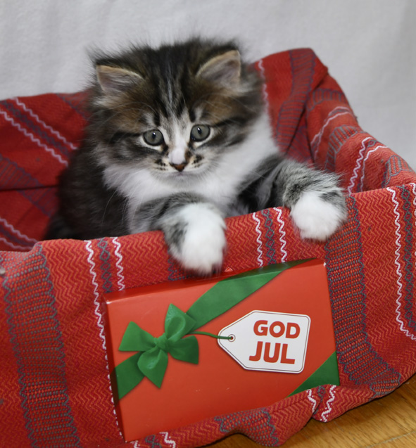 God Jul Jed